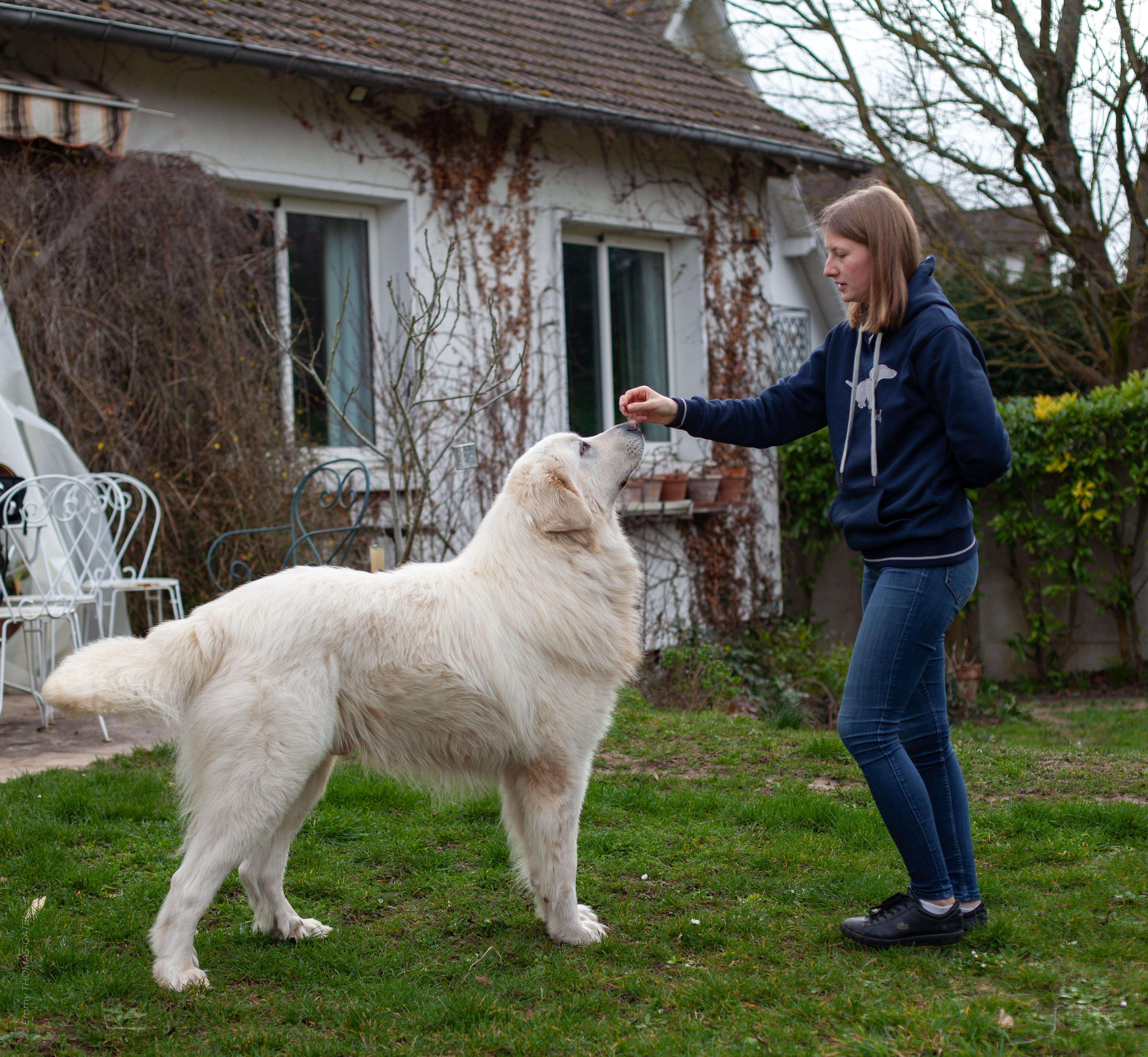 Douce en séance d'éducation avec un chien de montagne des Pyrénées